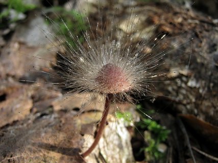 Spinellus fusiger