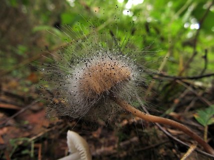 Spinellus fusiger
