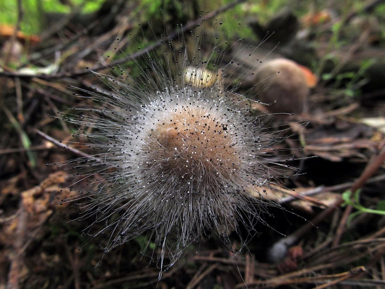 Spinellus fusiger
