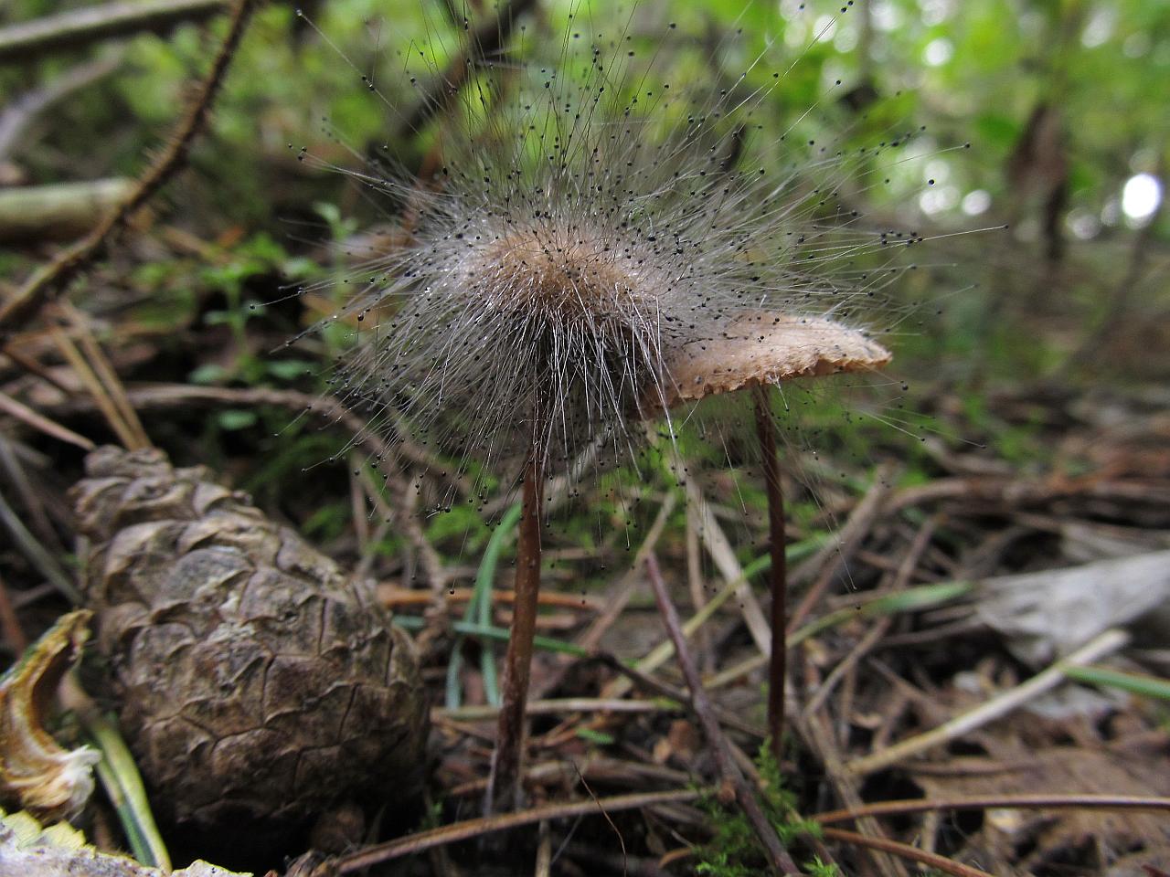 Spinellus fusiger