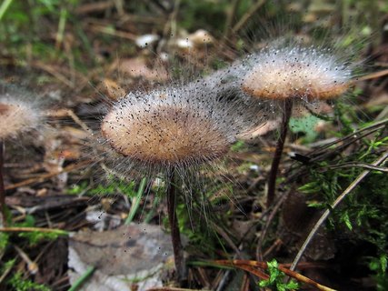 Spinellus fusiger