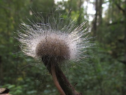 Spinellus fusiger