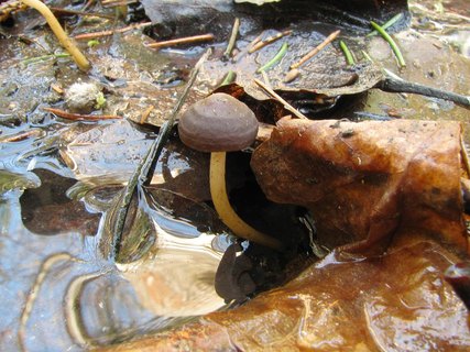 Strobilurus esculentus