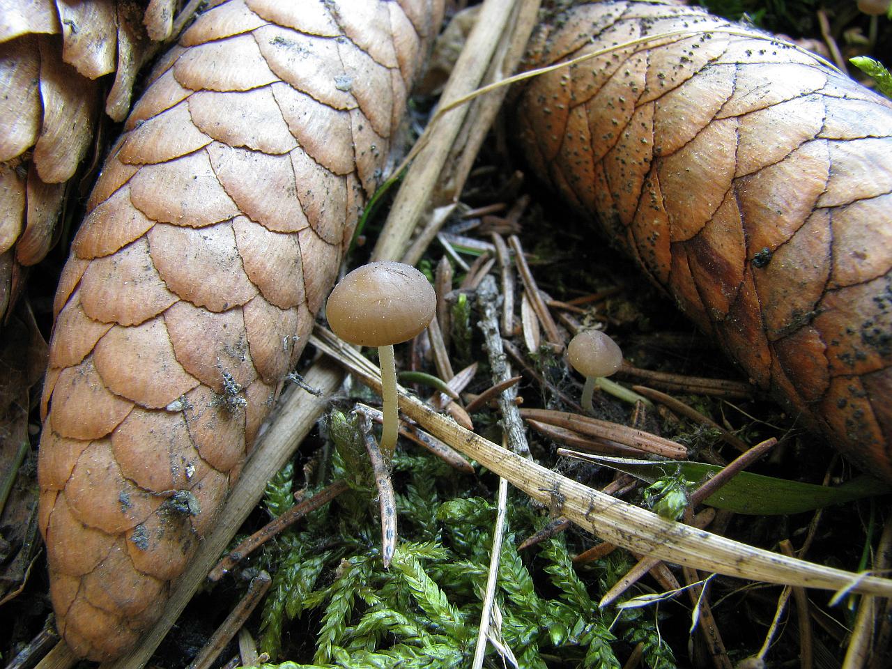 Strobilurus esculentus