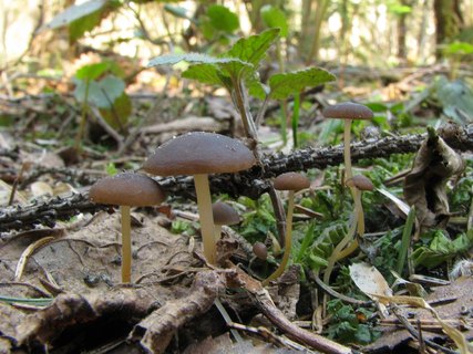Strobilurus esculentus