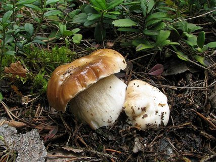 Boletus edulis