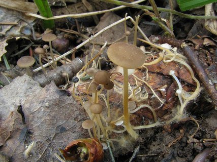 Strobilurus esculentus