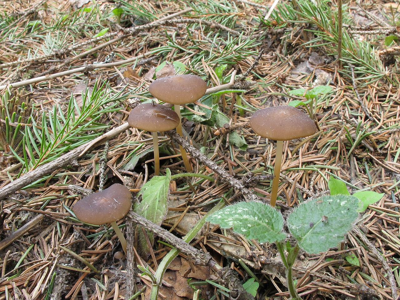Strobilurus esculentus