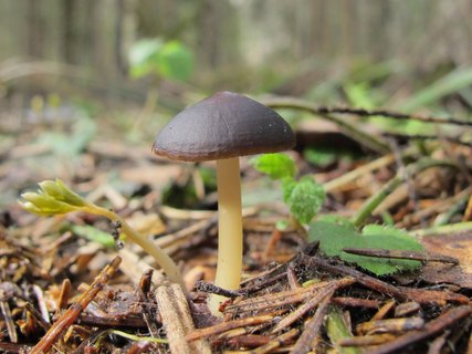 Strobilurus esculentus