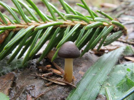 Strobilurus esculentus