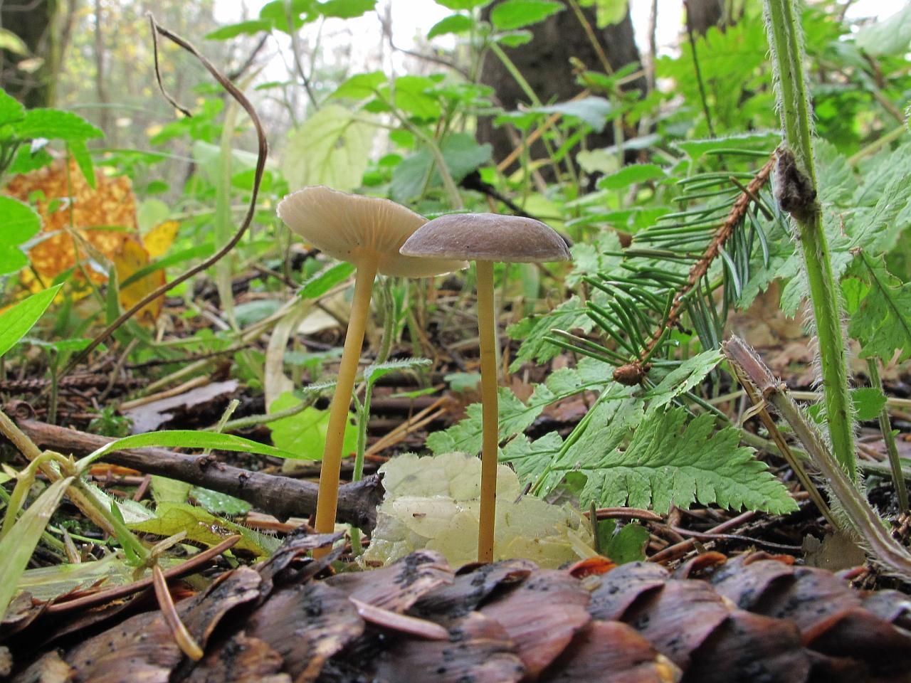 Strobilurus esculentus
