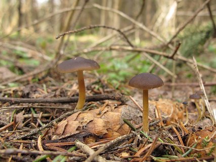 Strobilurus esculentus