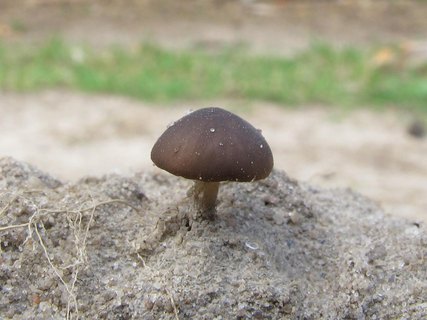 Strobilurus stephanocystis