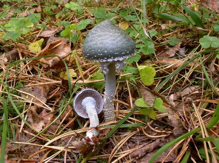 Stropharia aeruginosa