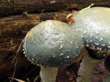 Stropharia aeruginosa