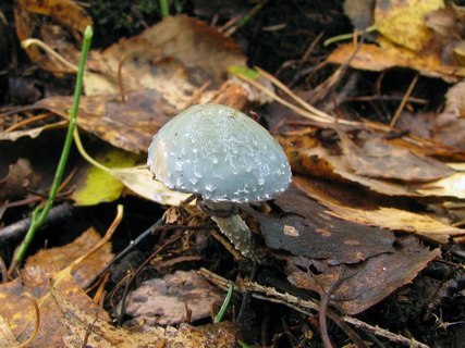 Stropharia aeruginosa