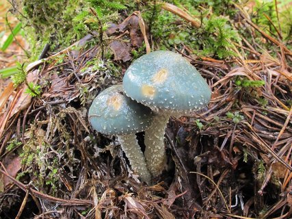 Stropharia aeruginosa