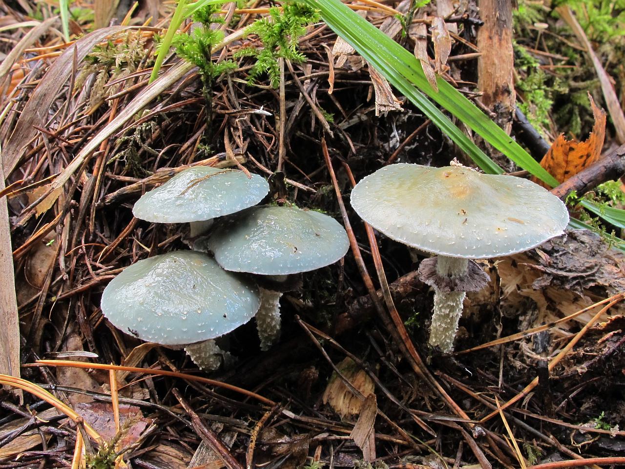 Stropharia aeruginosa