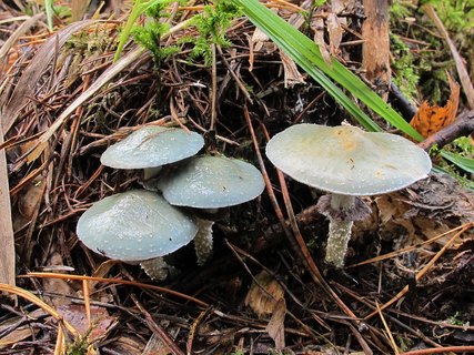 Stropharia aeruginosa