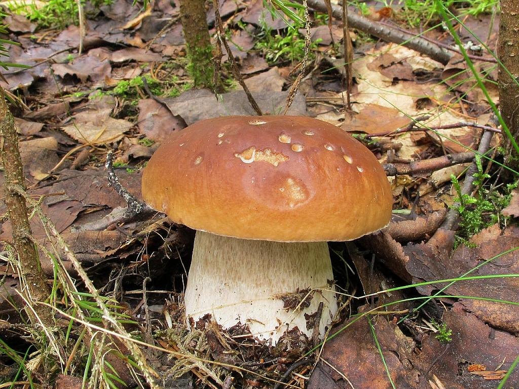 Boletus edulis