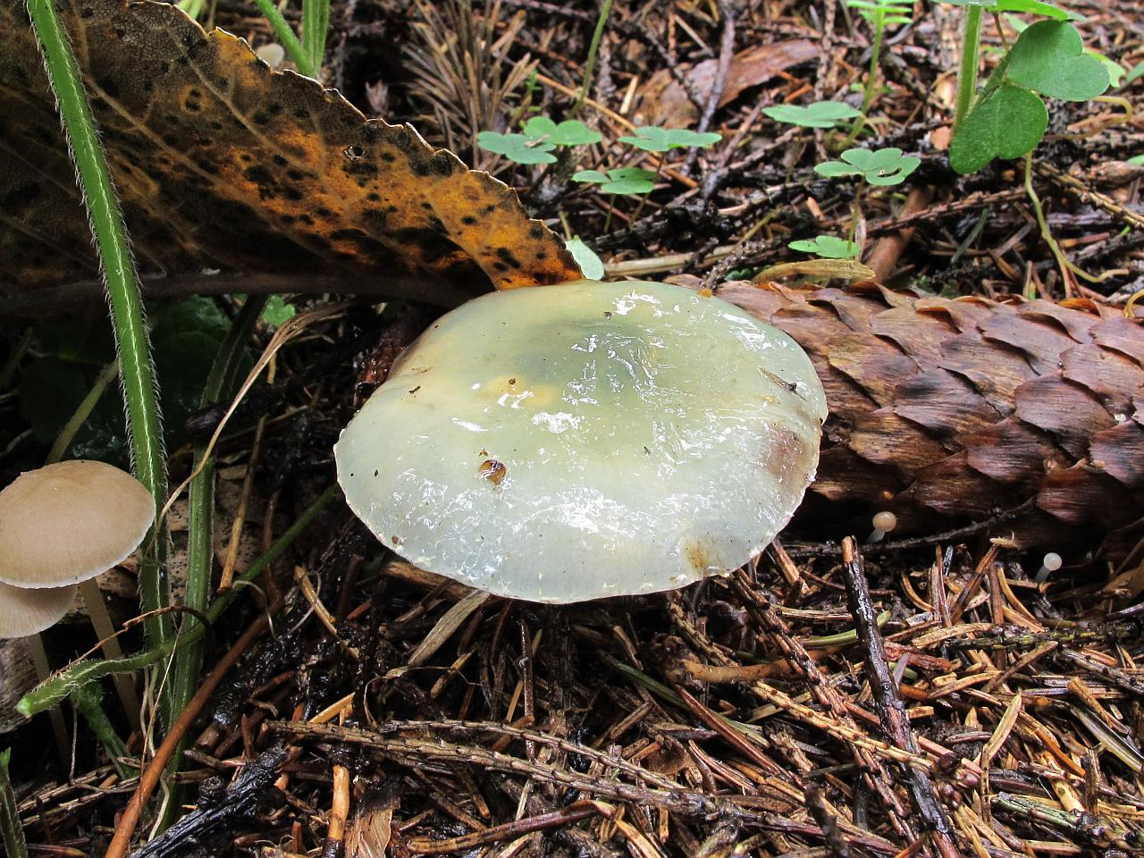 Stropharia aeruginosa