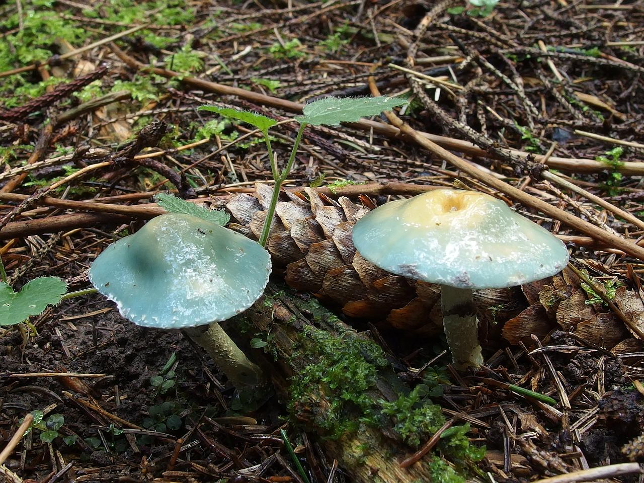 Stropharia aeruginosa