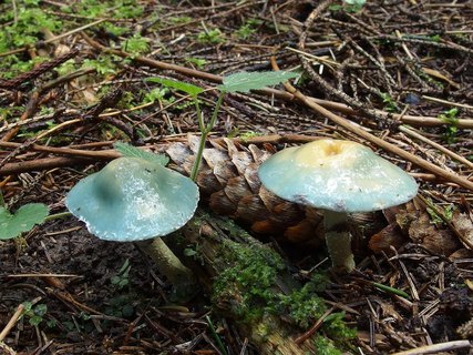 Stropharia aeruginosa