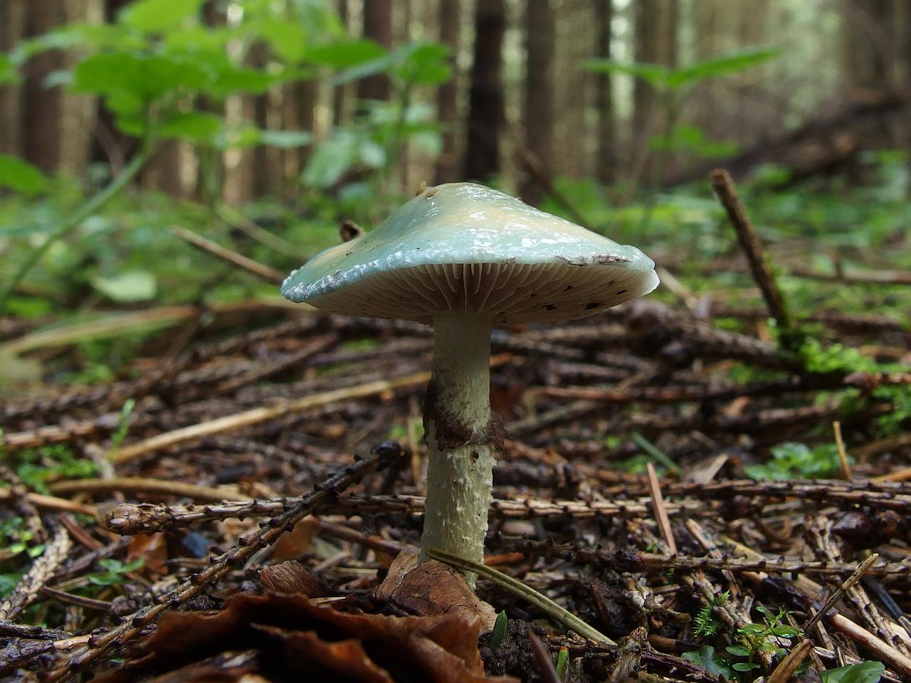 Stropharia aeruginosa