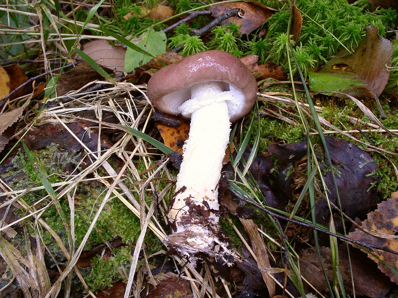 Stropharia hornemannii
