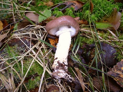 Stropharia hornemannii