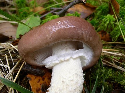 Stropharia hornemannii