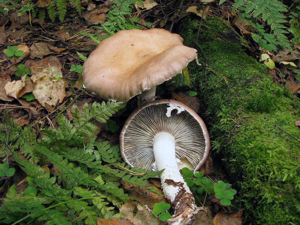 Stropharia hornemannii