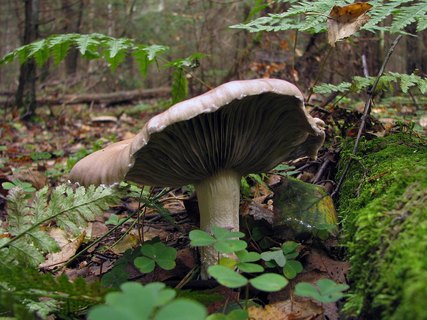 Stropharia hornemannii