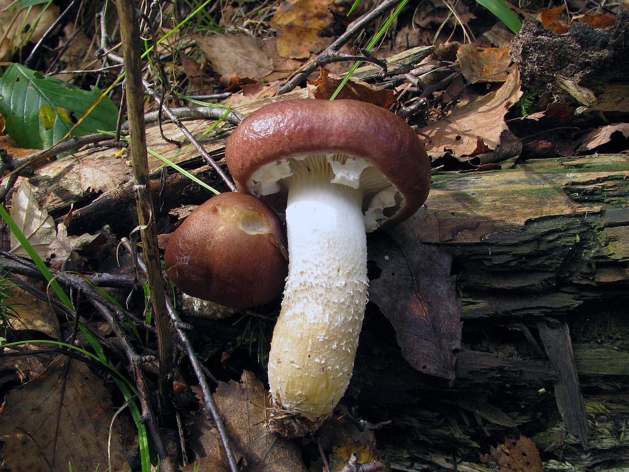 Stropharia hornemannii