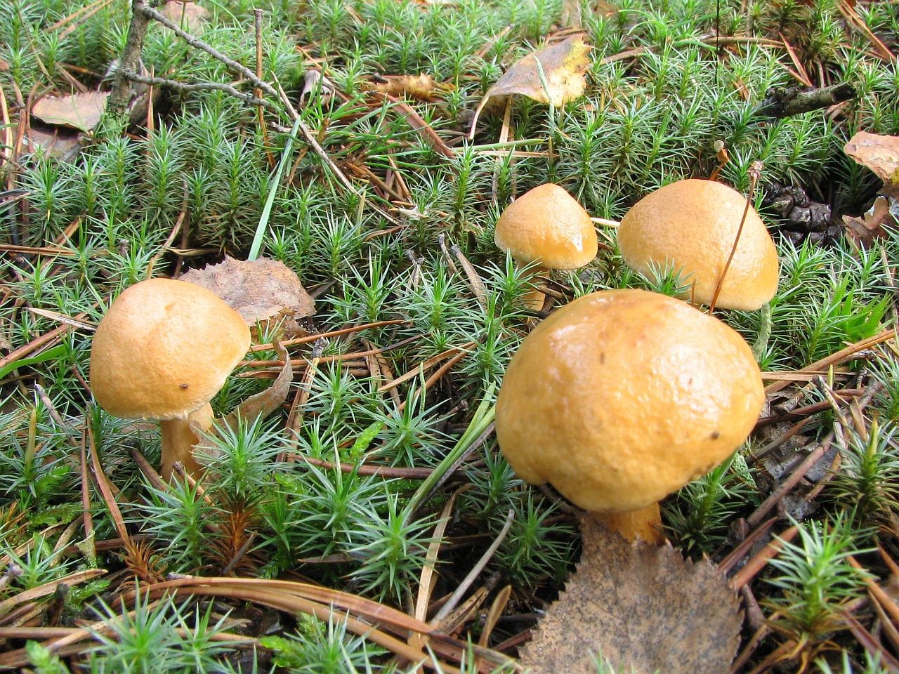 Suillus
