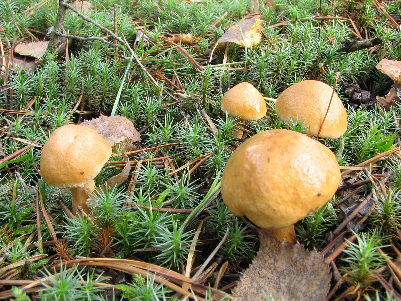 Suillus bovinus