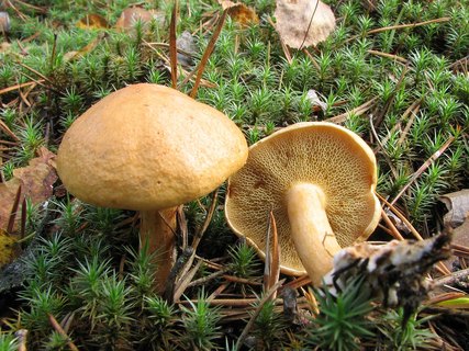 Suillus bovinus