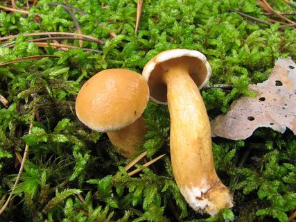 Suillus bovinus