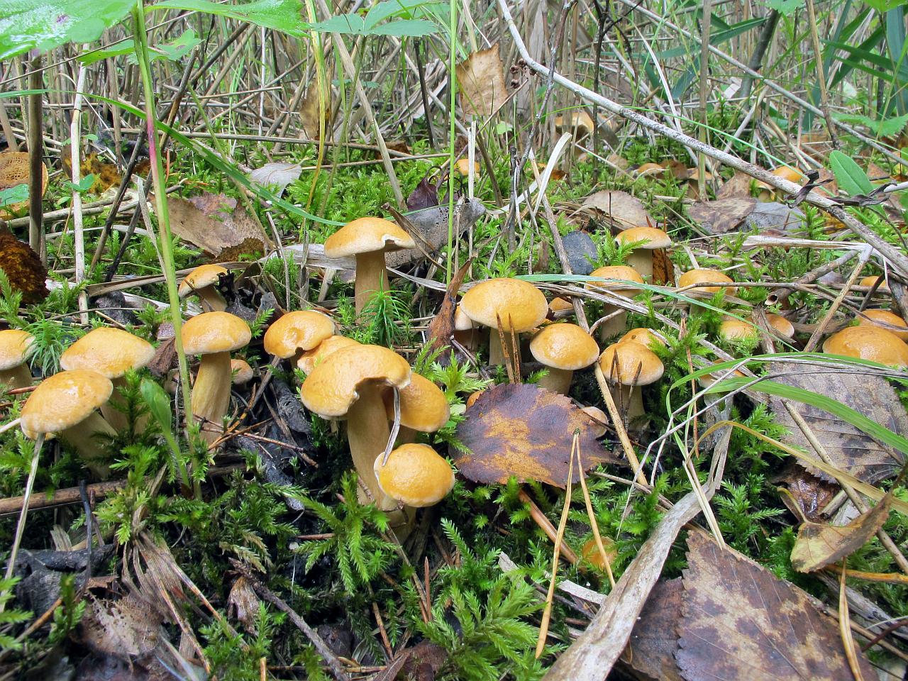 Suillus bovinus