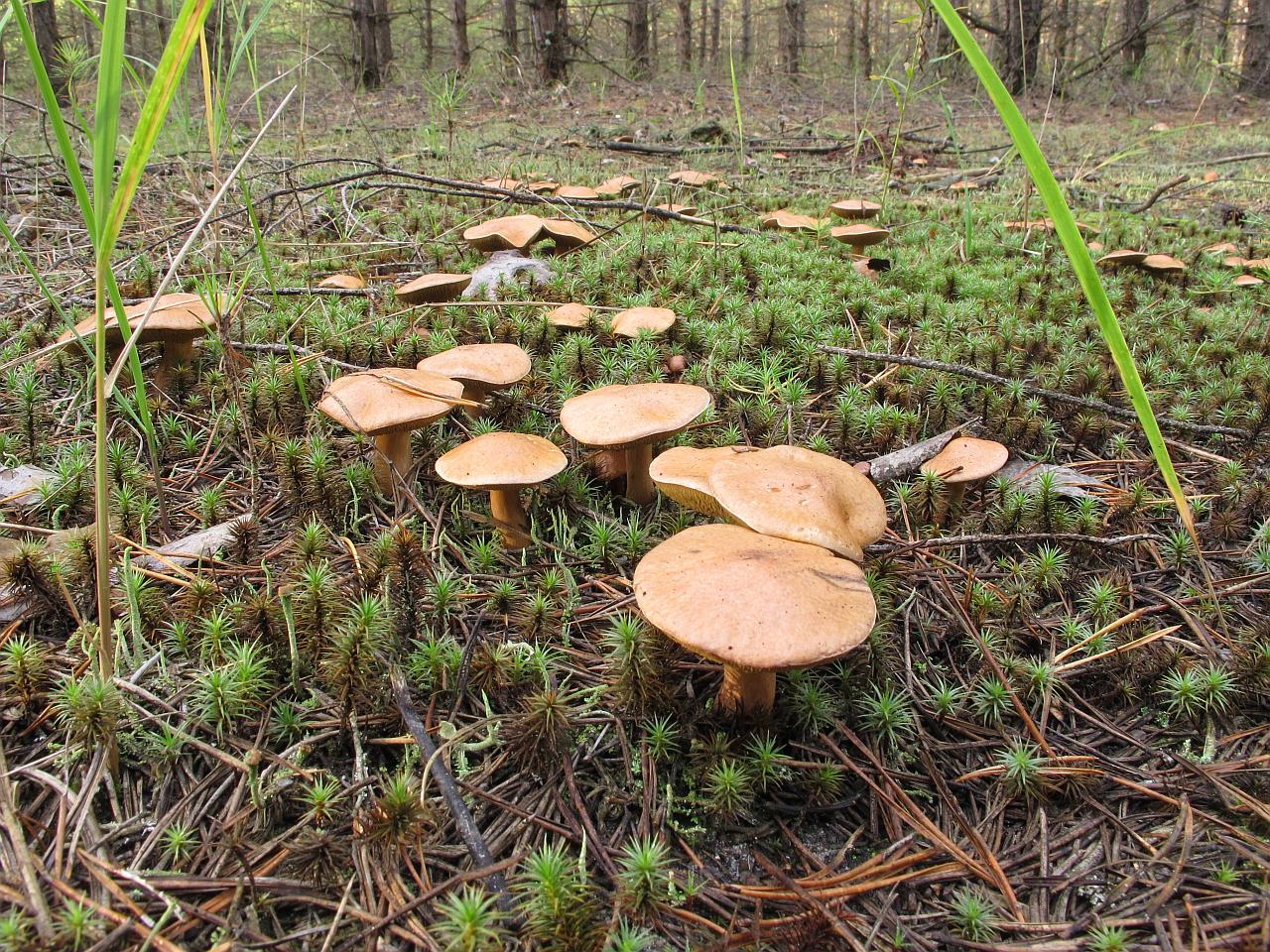 Suillus bovinus