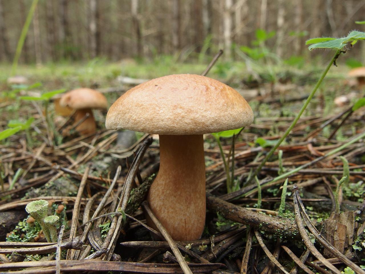Suillus bovinus