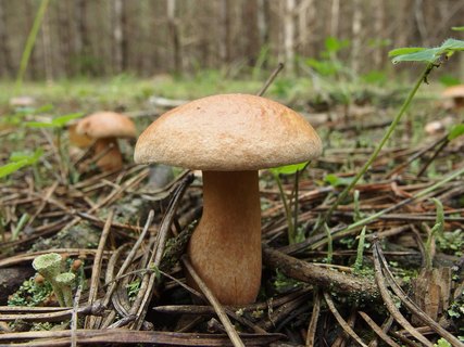 Suillus bovinus