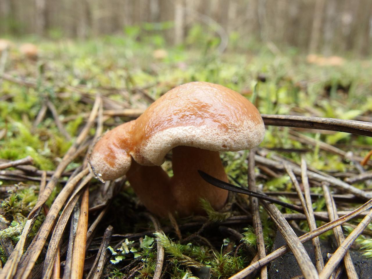 Suillus bovinus