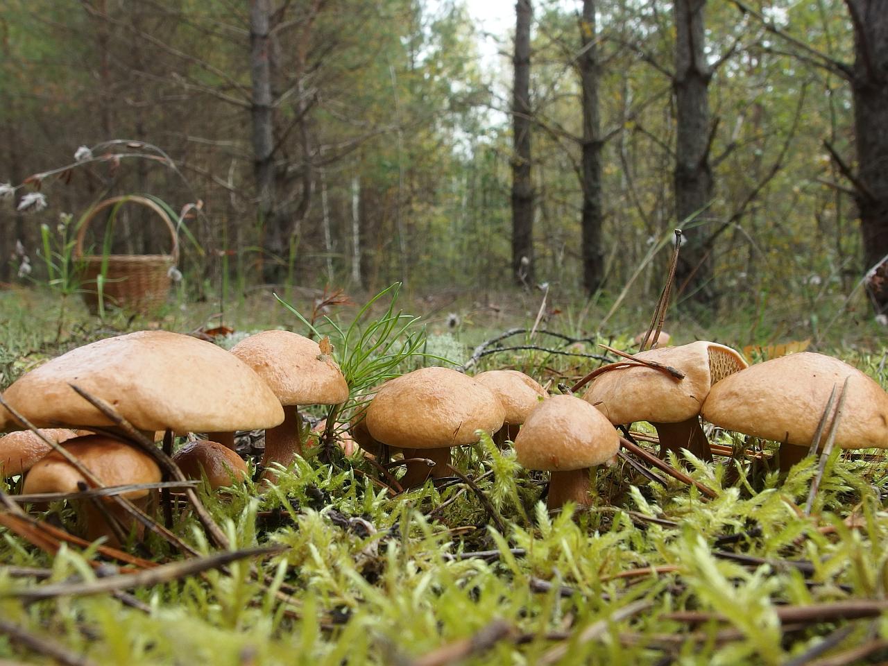 Suillus bovinus