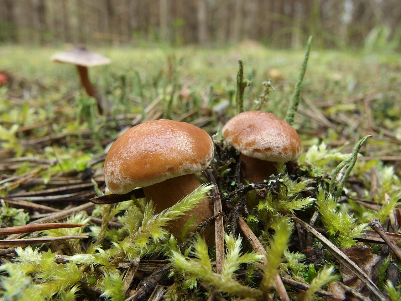 Suillus bovinus