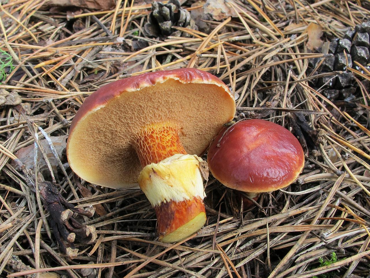 Suillus clintonianus