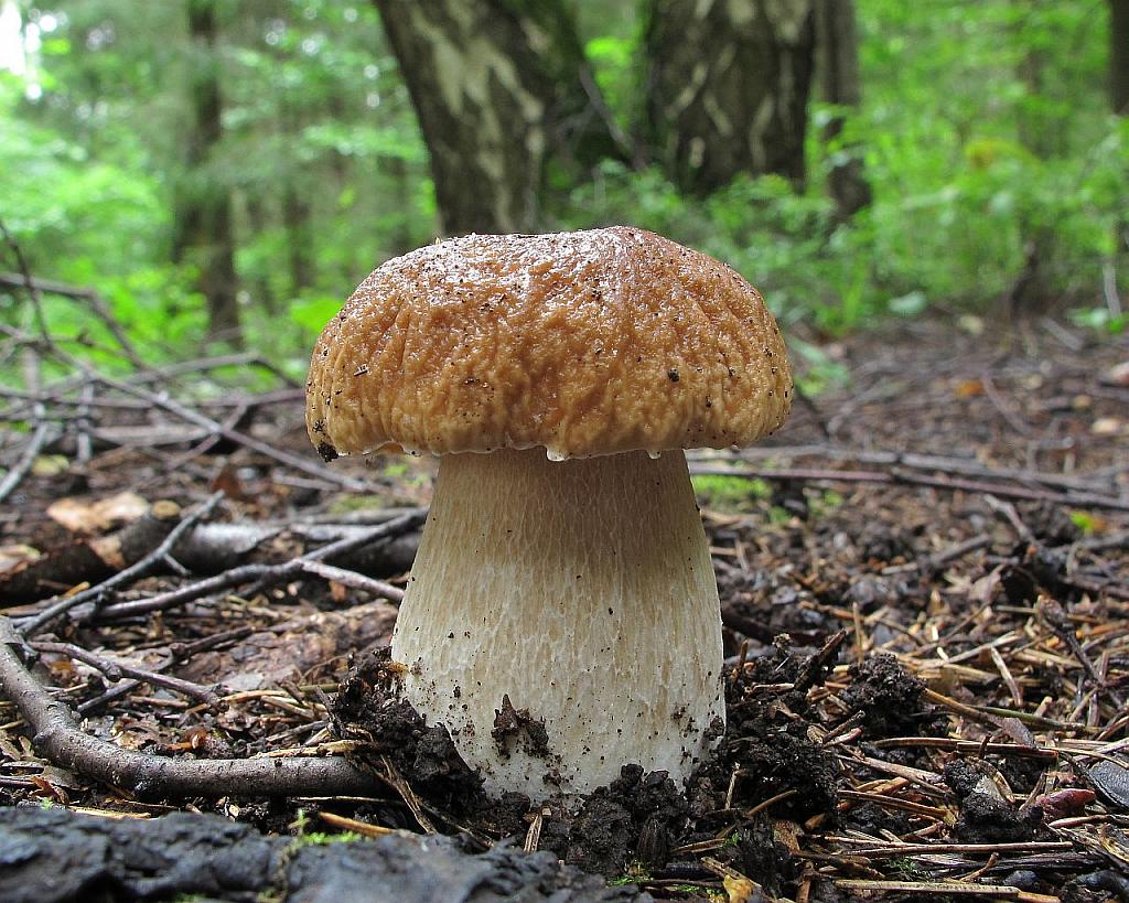 Boletus edulis