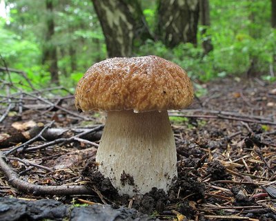 Boletus edulis