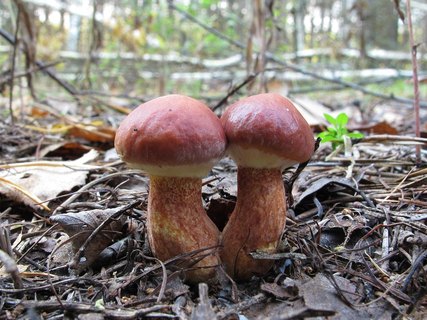 Suillus clintonianus