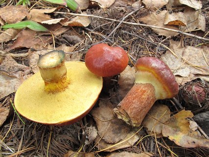 Suillus clintonianus
